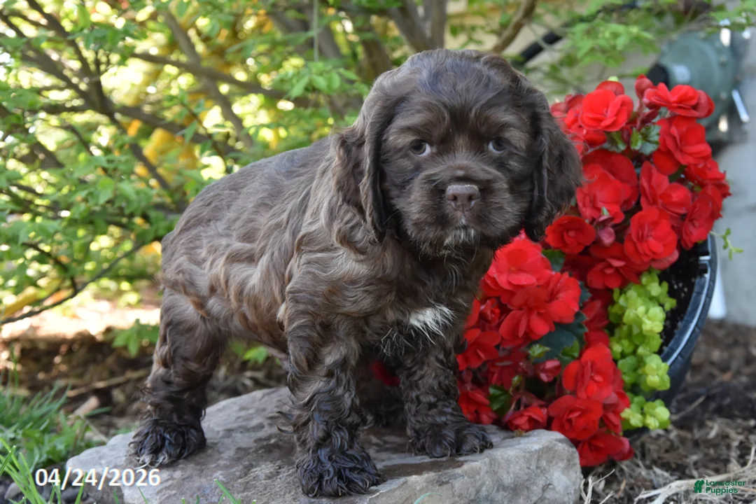 English Cocker Spaniel dogs for sale: Coca moca - Ad 2