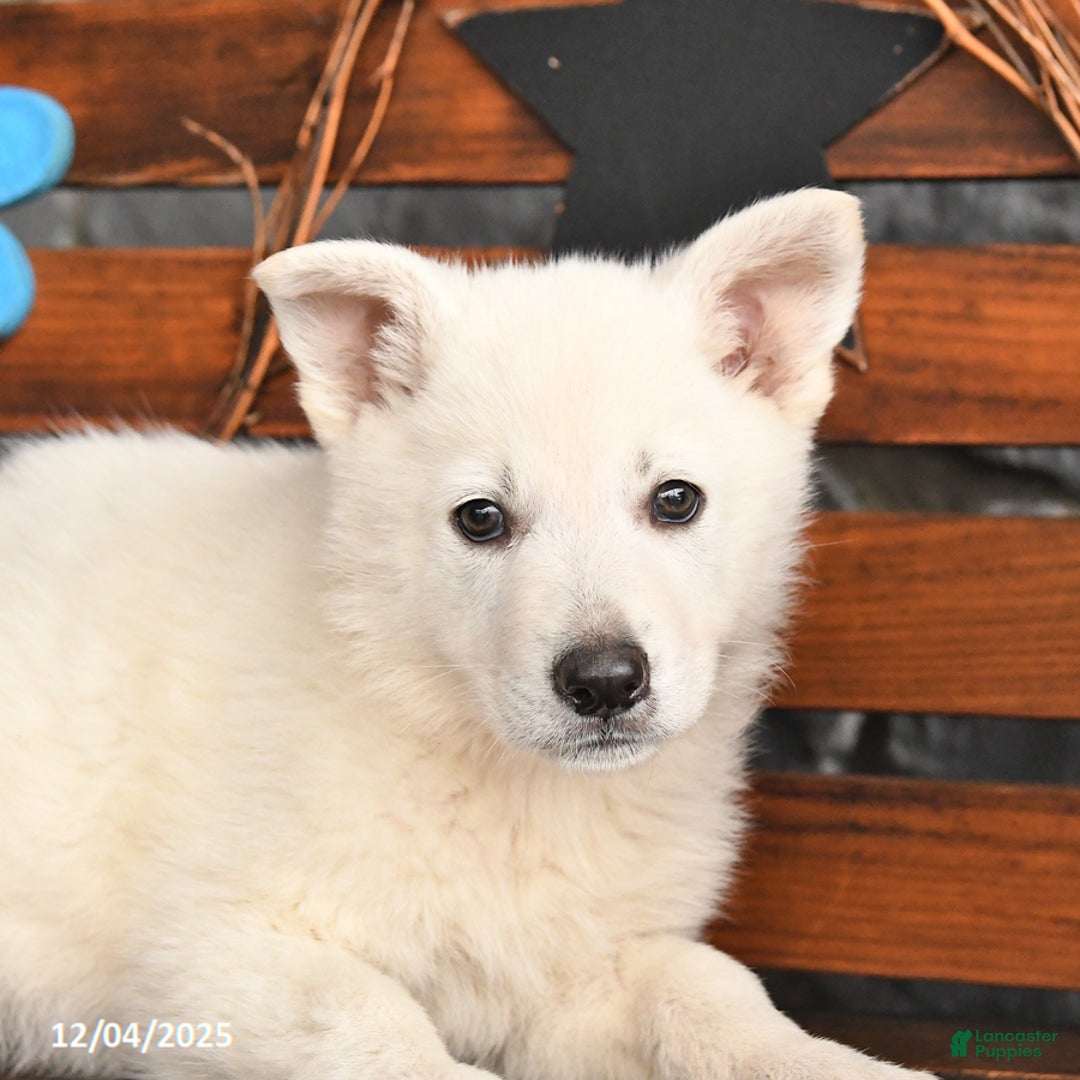 German Shepherd dogs for sale: Max - Ad 5