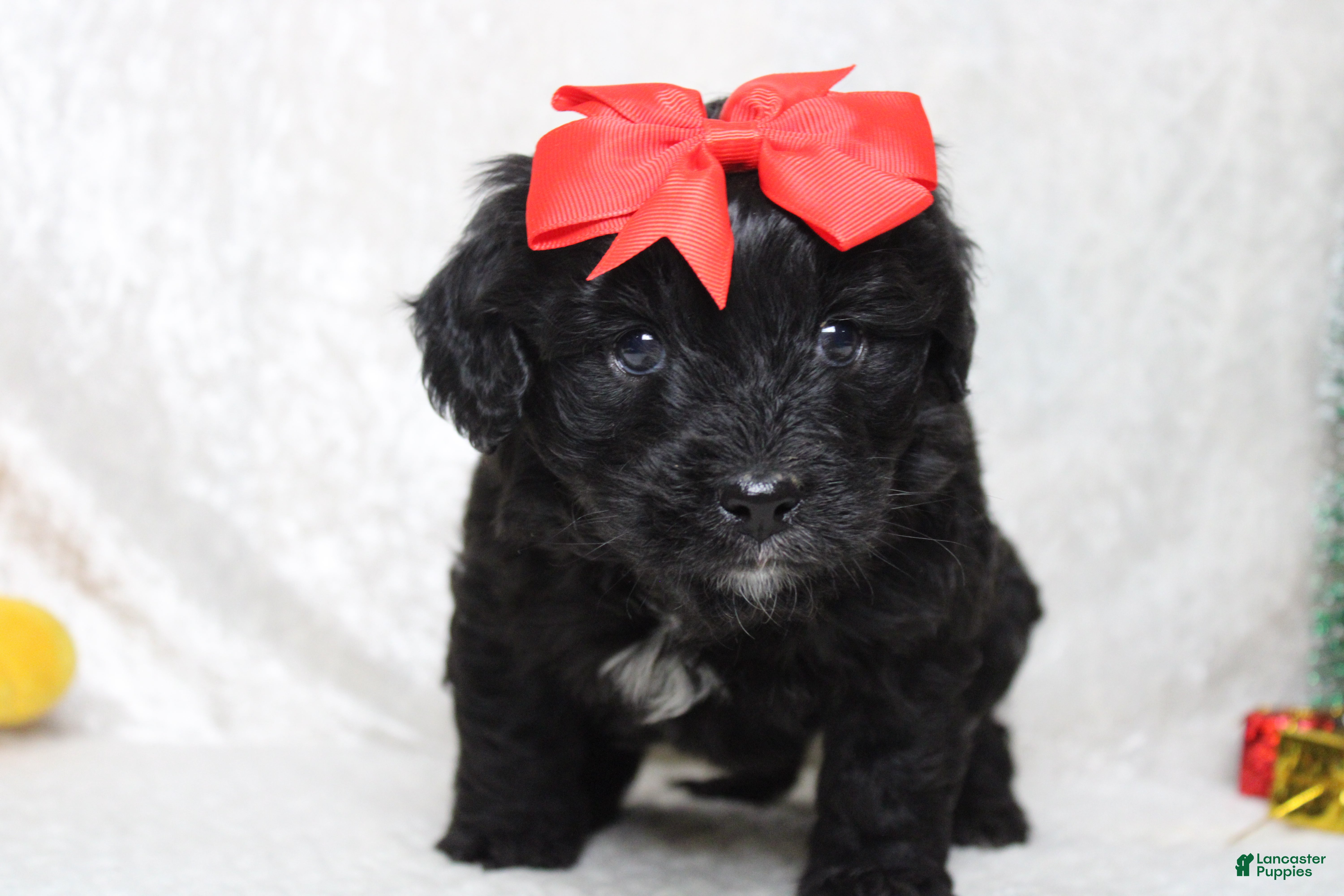 Aussiedoodle dogs Mia  - Ad 21
