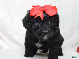 Aussiedoodle dogs Mia - Ad 14
