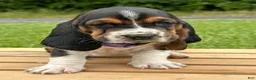 Basset Hound dogs for sale: Isabella - Ad 14