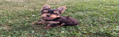 Cola AKC 