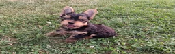 Yorkshire Terrier dogs for sale: Cola AKC  - Ad 1