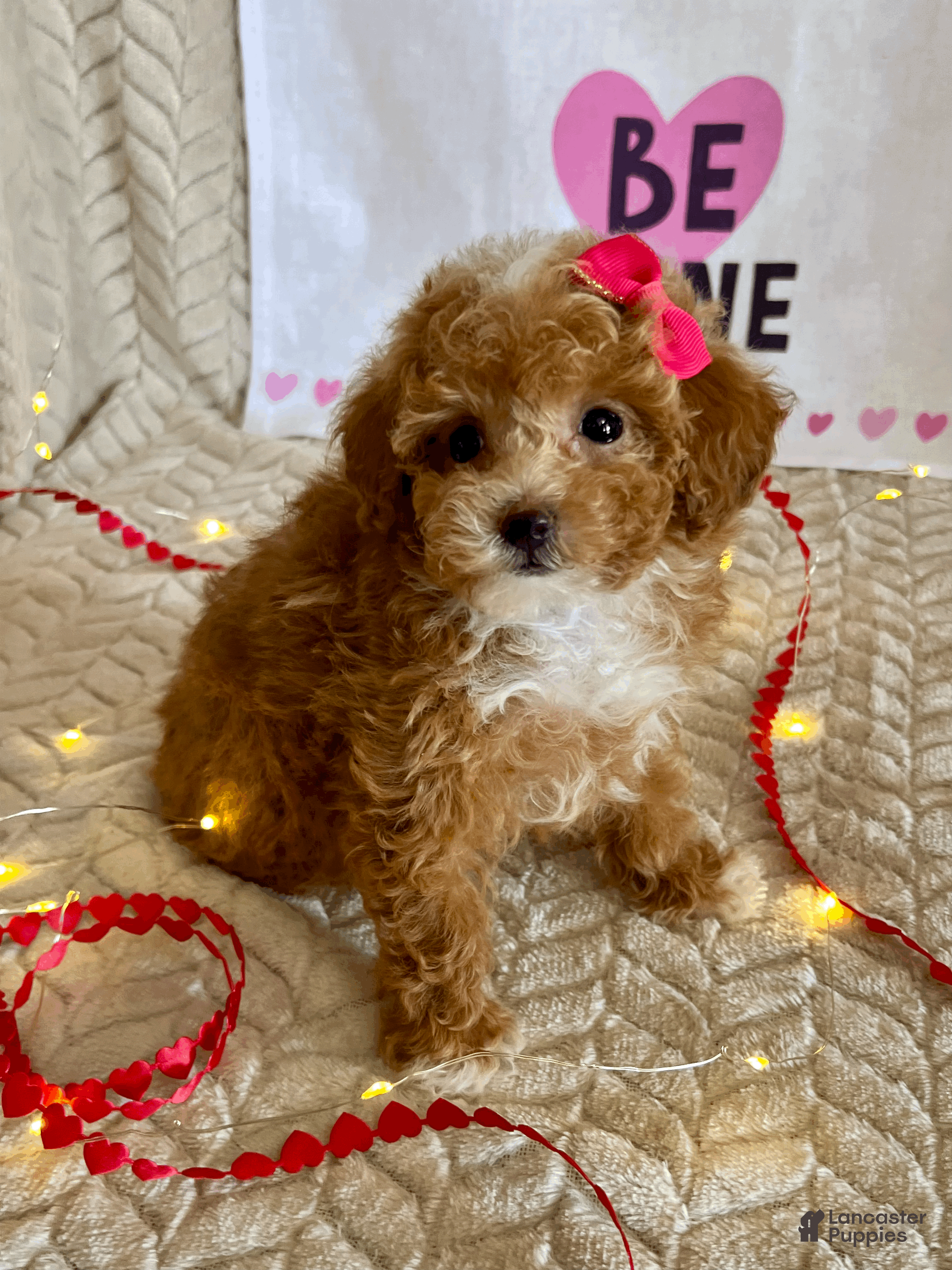 Toy Poodle dogs Amber - Ad 17