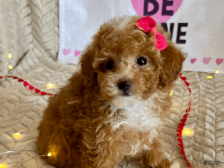 Toy Poodle dogs Amber - Ad 30