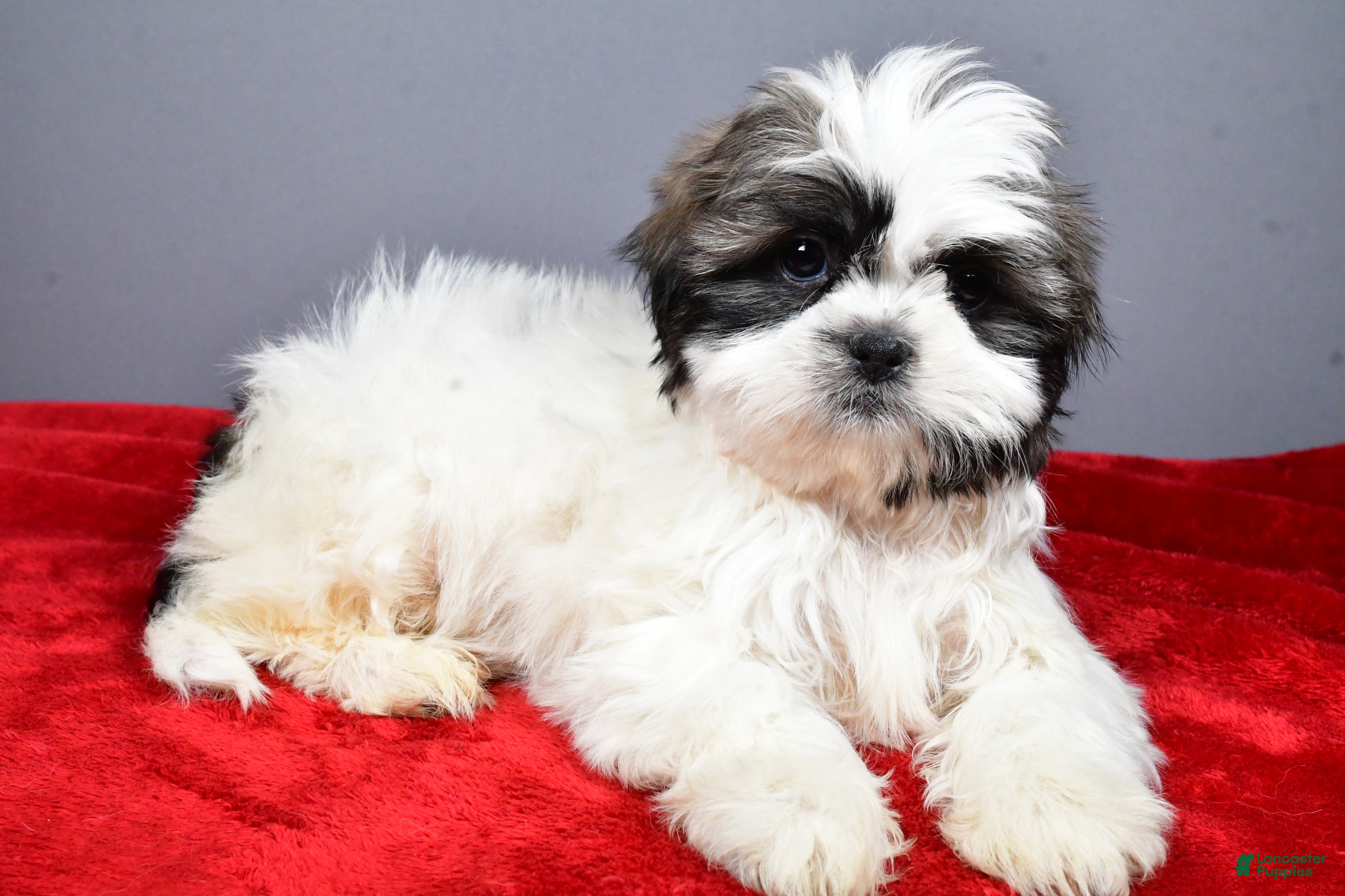 Shih Tzu dogs Neal - Ad 1