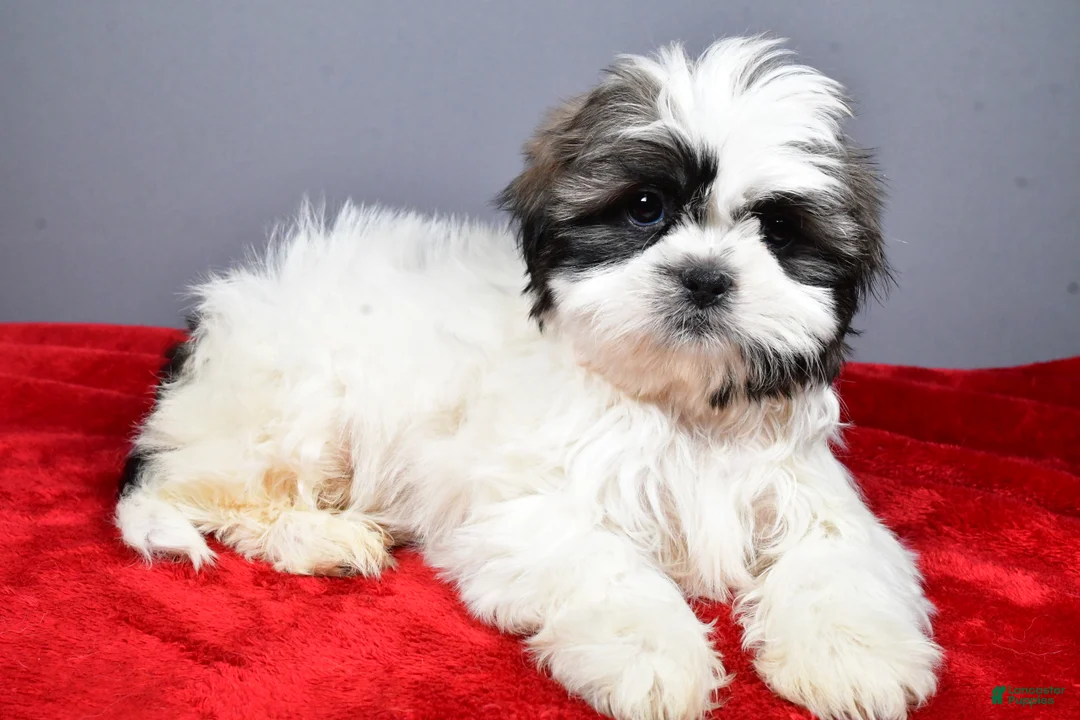 Shih Tzu dogs for sale: Neal - Ad 1