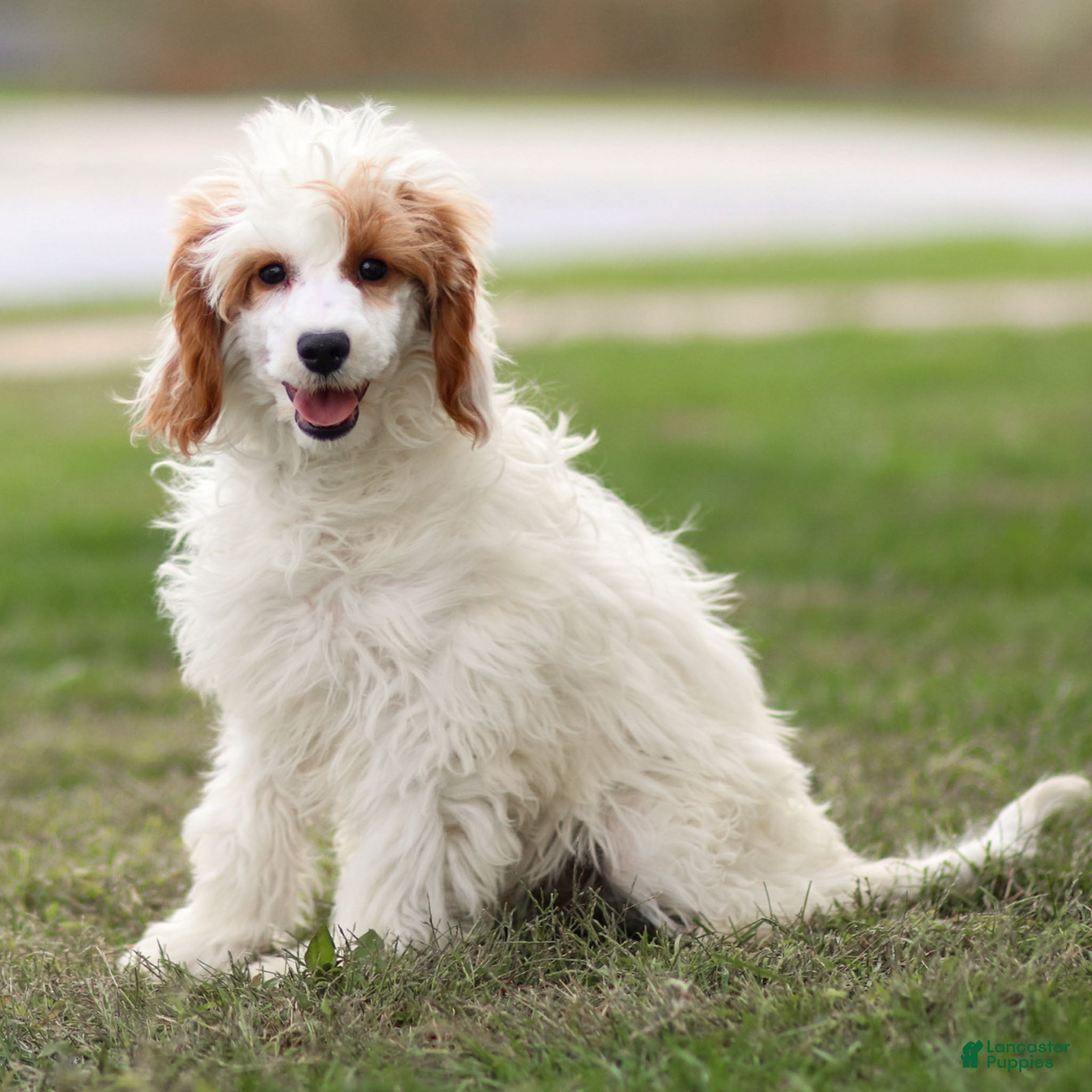 Goldendoodle dogs Odette - Ad 21