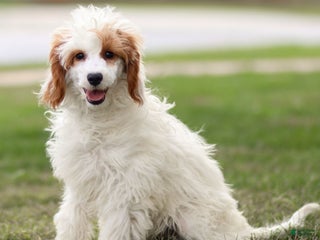 Goldendoodle dogs Odette - Ad 21