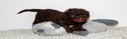 Labradoodle dogs for sale: Serena - Ad 2