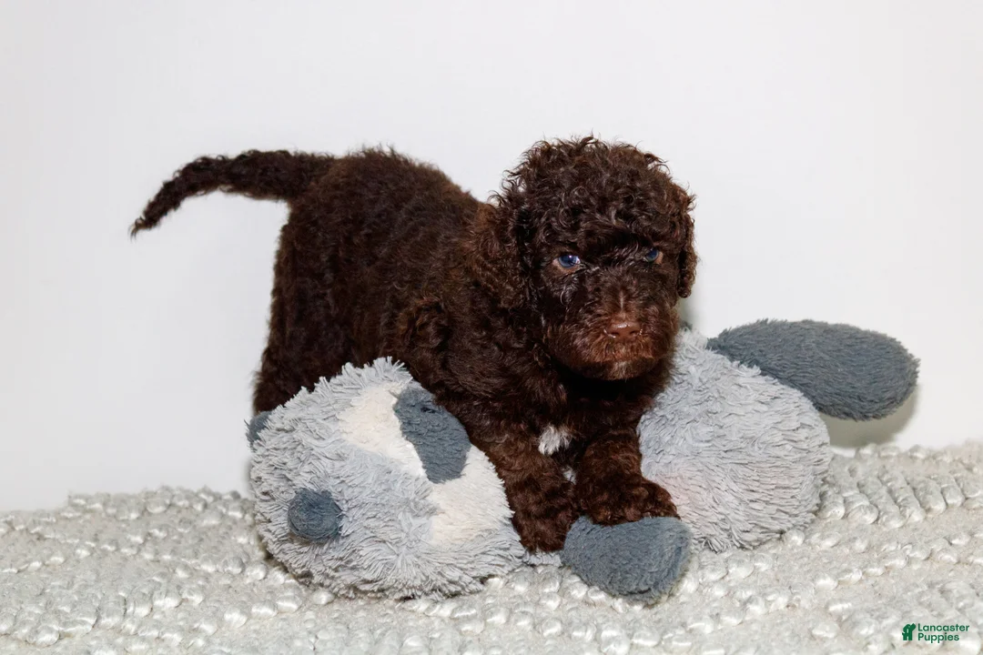 Labradoodle dogs for sale: Serena - Ad 2