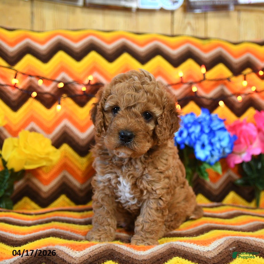 Cavapoo dogs Jasper - Ad 1
