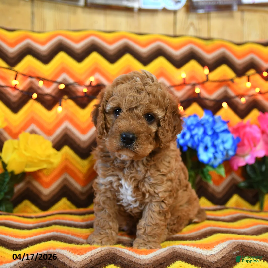 Cavapoo dogs for sale: Jasper - Ad 1