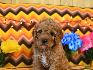 Cavapoo dogs for sale: Jasper - Ad 1