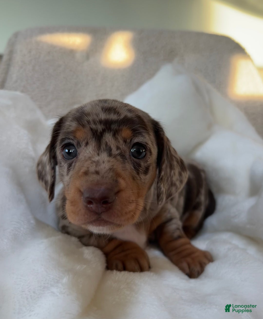 Miniature Dachshund dogs for sale: Roxy - Ad 3