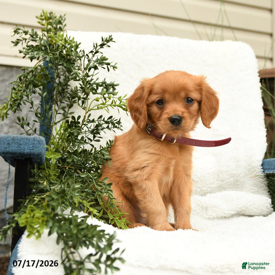 Miniature Golden Retriever dogs Sprinkles - Ad 1