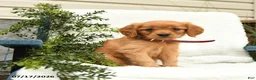 Miniature Golden Retriever dogs for sale: Sprinkles - Ad 1