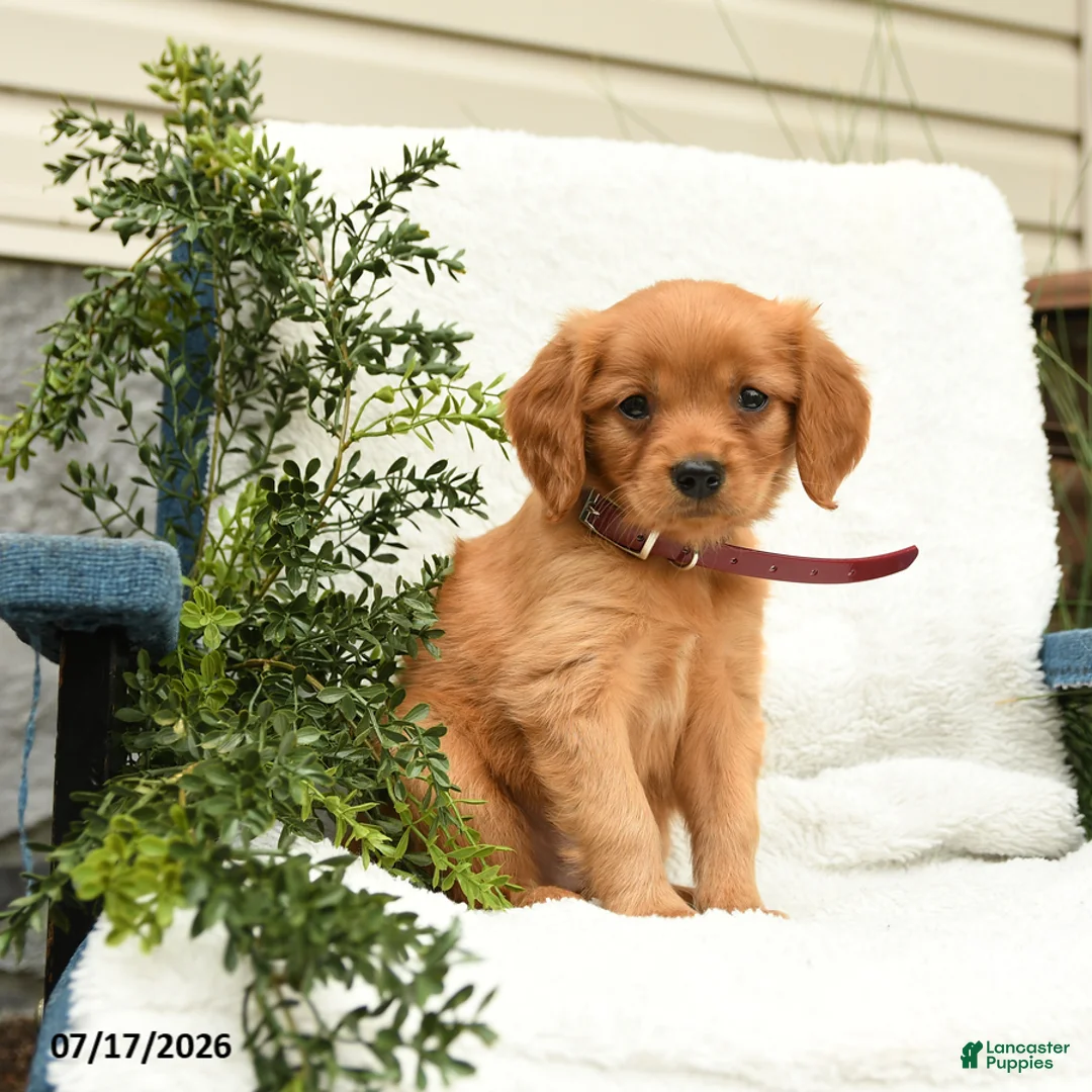 Miniature Golden Retriever dogs for sale: Sprinkles - Ad 1