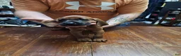 Redbone Coonhound dogs for sale: Redbone Coonhound 7(orange) - Ad 3