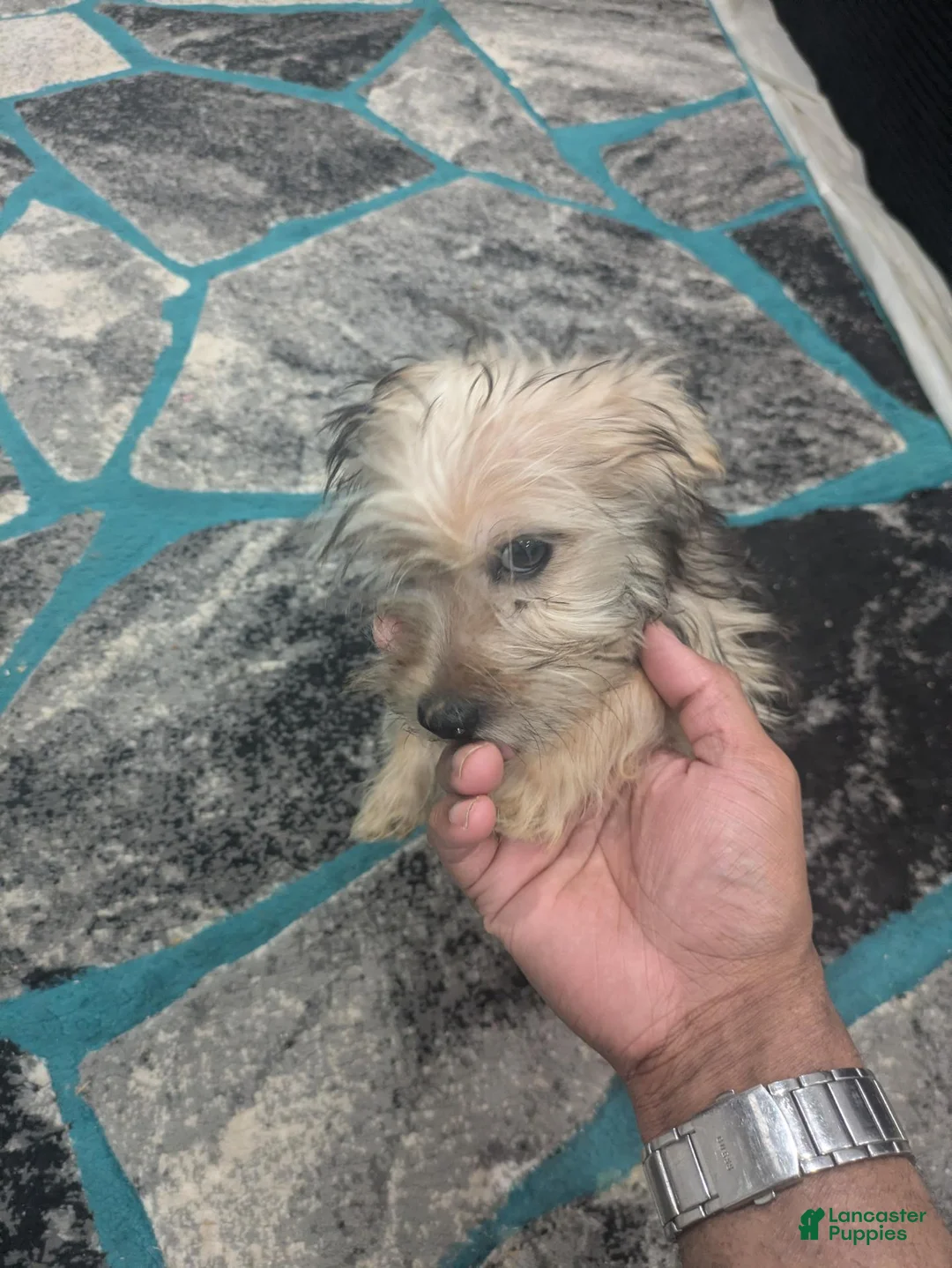 Mixed Breed dogs for sale: Teapea  - Ad 2
