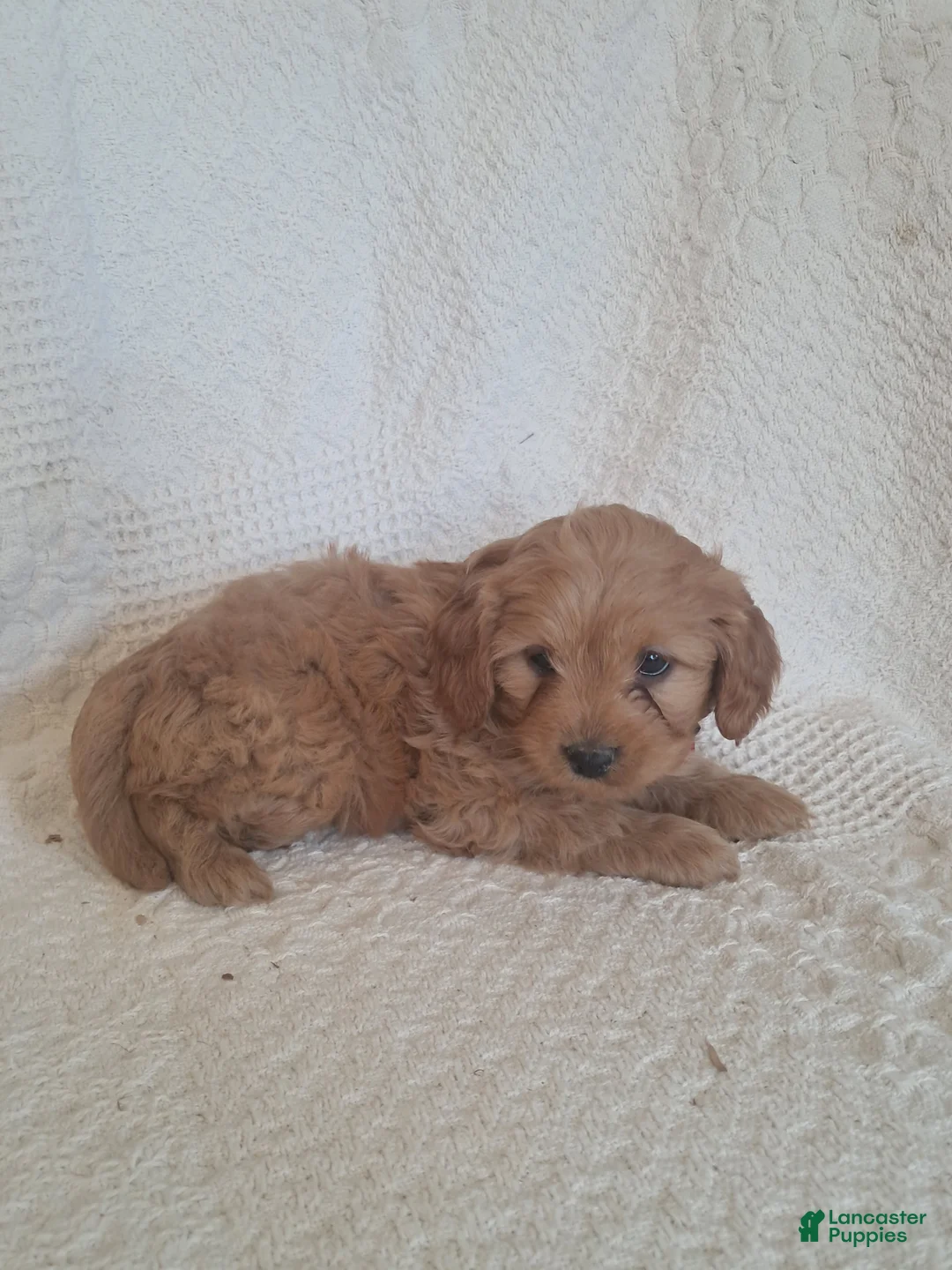 Cavapoo dogs for sale: Serj - Ad 6