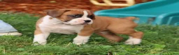 Boxer dogs for sale: Paisley - Ad 12