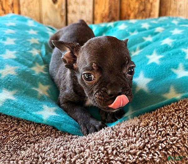Frenchton dogs for sale: BlackBerry - Ad 4