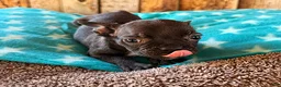 Frenchton dogs for sale: BlackBerry - Ad 1