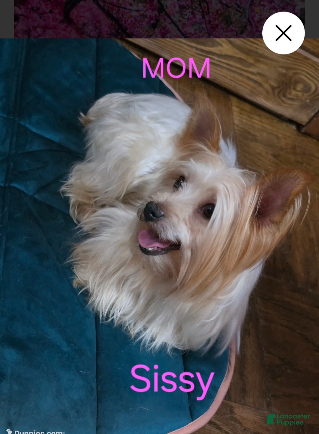 Yorkshire Terrier dogs for sale: Green - Ad 3