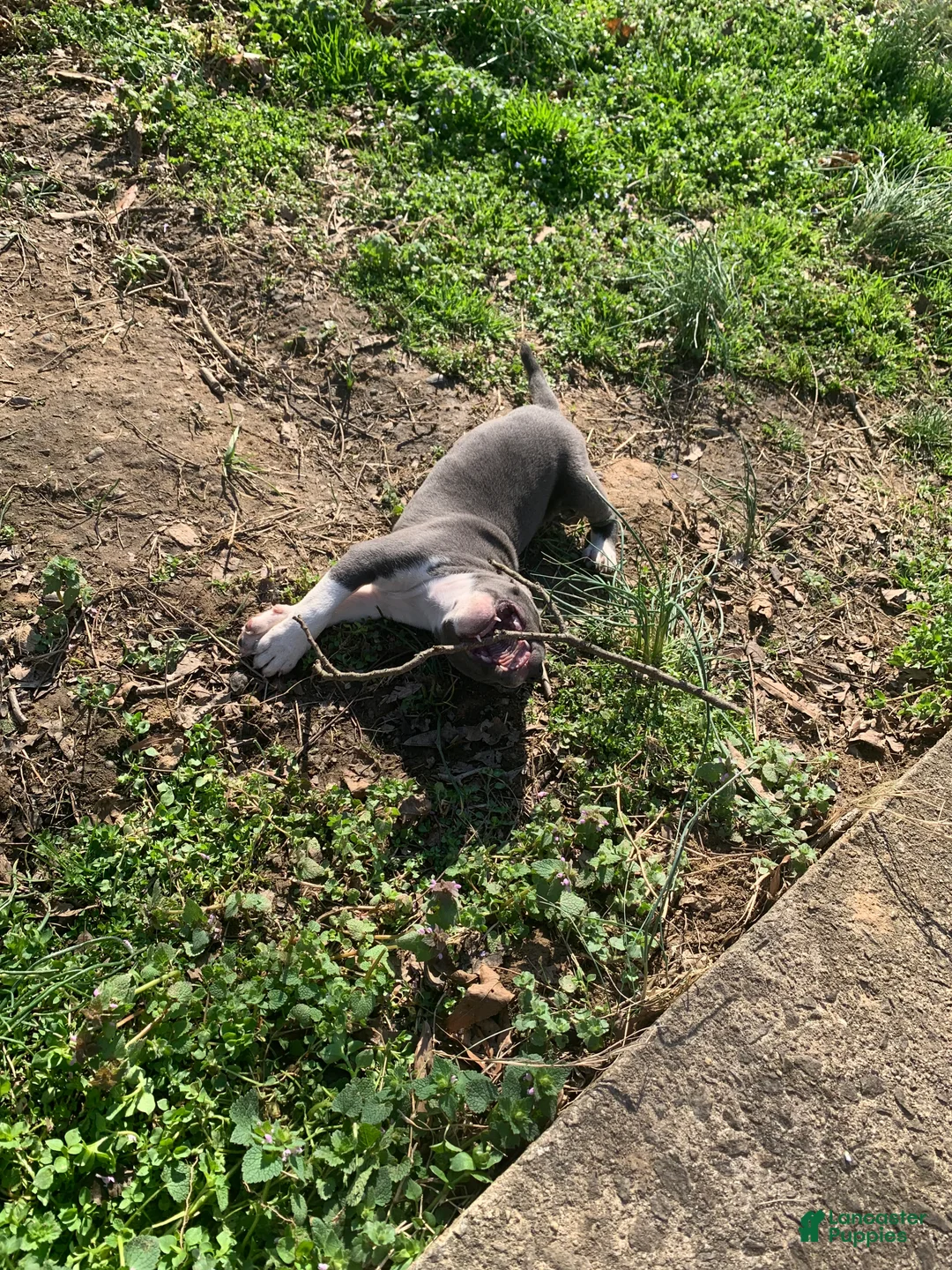 American Pit Bull Terrier dogs for sale: Poseidon - Ad 2