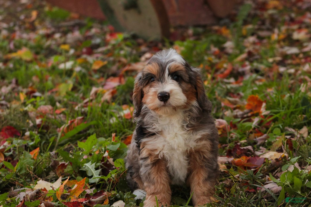 Bernedoodle dogs Willow Miniature Bernedoodle  - Ad 2