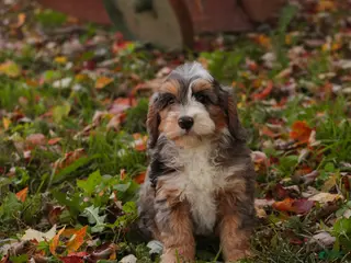 Bernedoodle dogs Willow Miniature Bernedoodle - Ad 2
