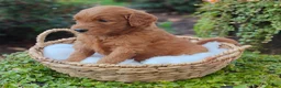 Goldendoodle dogs for sale: Rover - Ad 11