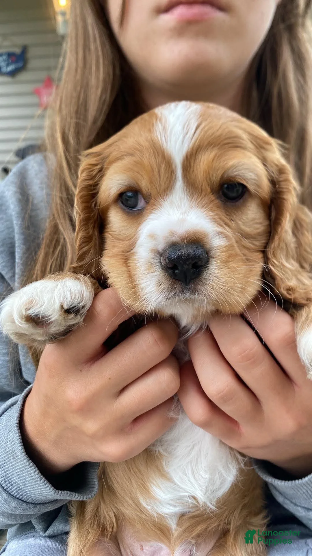 Mixed Breed dogs for sale: Little Bear - Ad 2