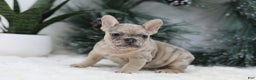 French Bulldog dogs for sale: Megan - Ad 5