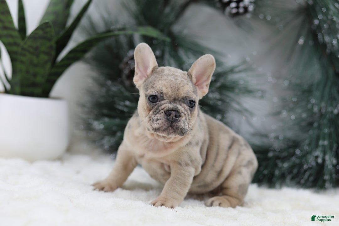 French Bulldog dogs for sale: Megan - Ad 5