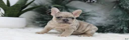 French Bulldog dogs for sale: Megan - Ad 5