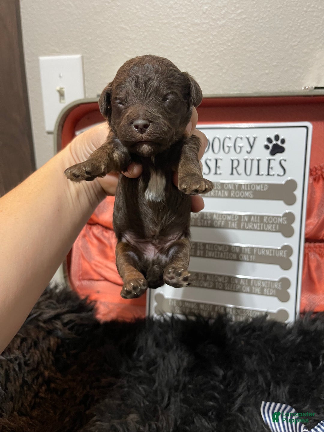 Miniature Poodle dogs for sale: Akc Clear Chocolate Phantom Boy 1 - Ad 21