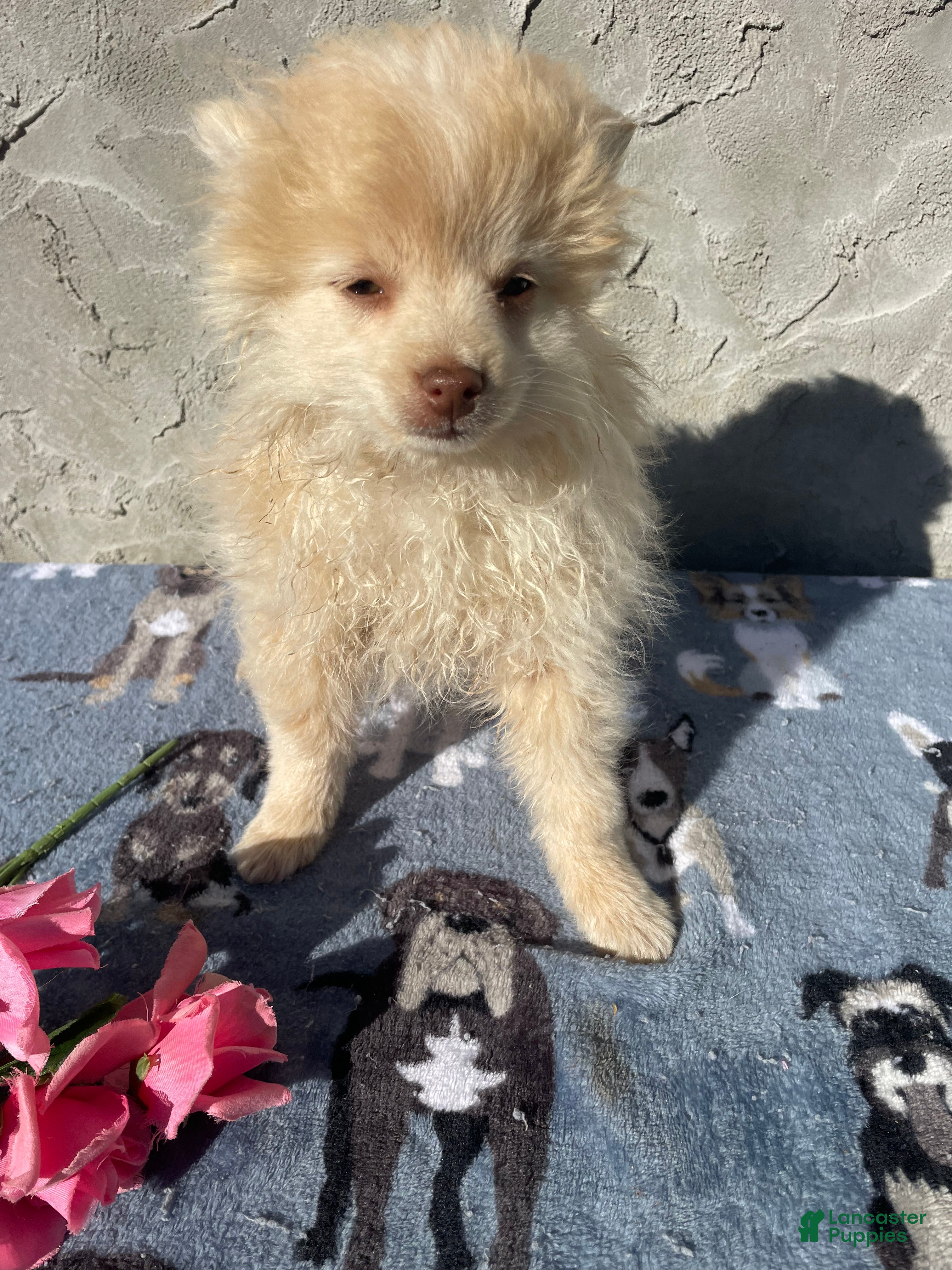 Pomeranian dogs Willow - Ad 40