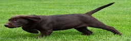 Labrador Retriever dogs for sale: Wilson - Ad 5