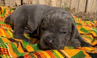 Cane Corso Puppy 7