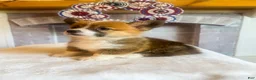 Welsh Corgi Pembroke dogs for sale: Penne - Ad 5