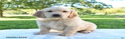 Golden Retriever dogs for sale: Roxie - Ad 4