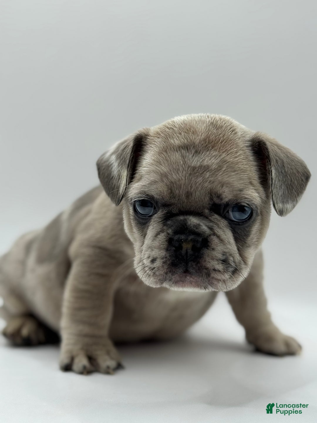 French Bulldog dogs for sale: French Bulldog Puppy 2 - Ad 3
