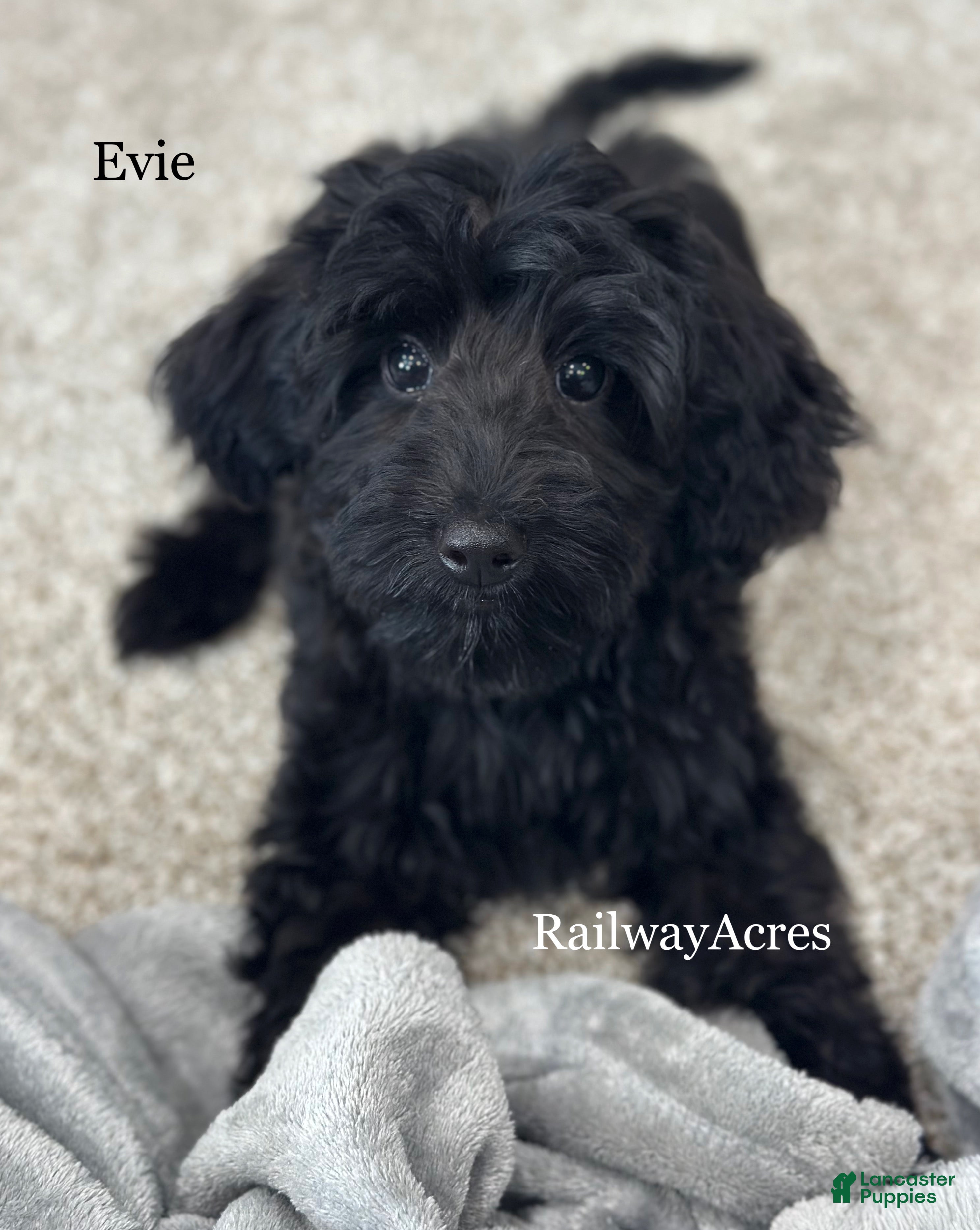 Mixed Breed dogs Evie - Ad 21