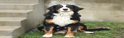 Mini Bernedoodle dogs for sale: Marley - Ad 5
