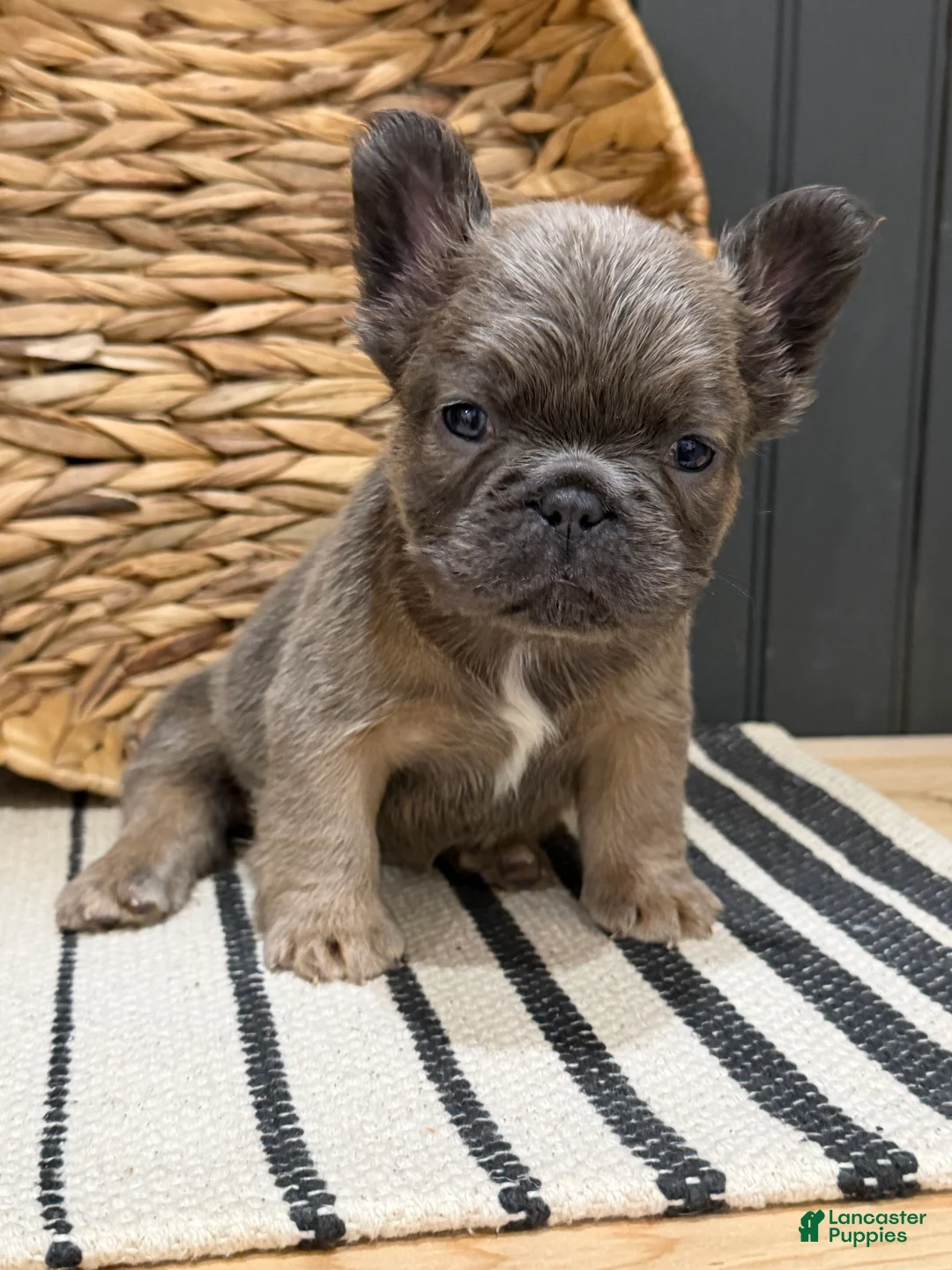 French Bulldog dogs for sale: Blueberry - Ad 1