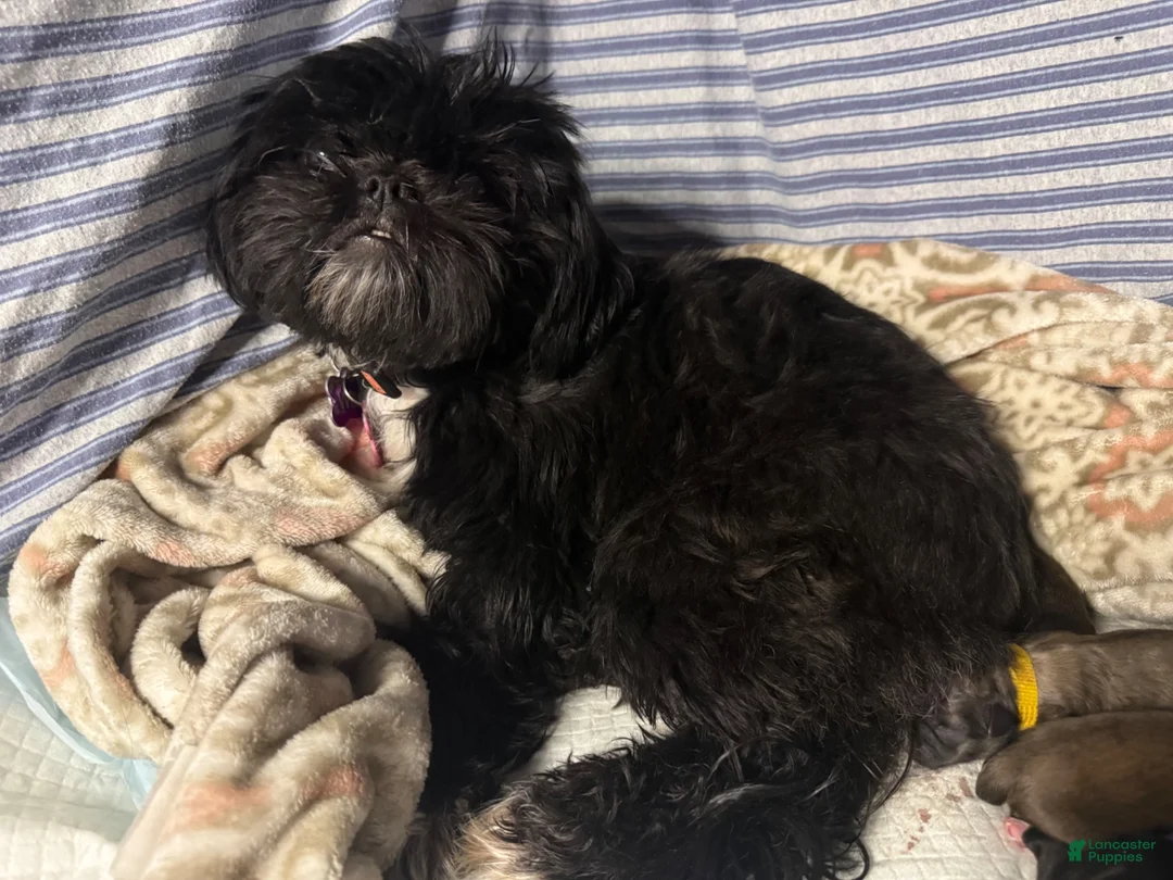 Shih Tzu dogs for sale: Shih Tzu 5 - Ad 3