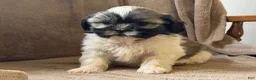Shih Tzu dogs for sale: Cody - Ad 3