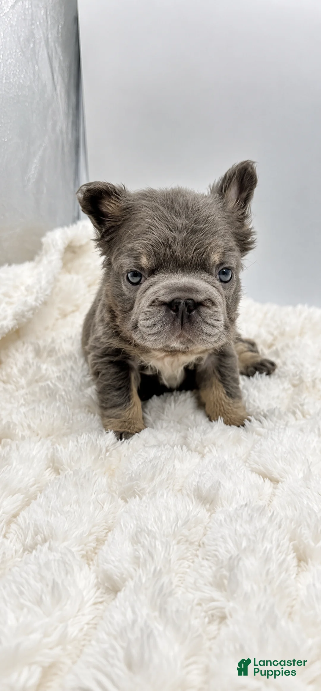 French Bulldog dogs for sale: Short Rib - Ad 2